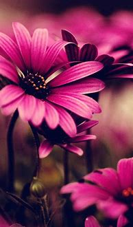 Image result for Wallpaper Flowers iPod