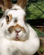 Image result for Rabbit Dewlap