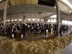 Image result for Meat Factory Farm Mammals