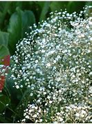 Image result for Gypsophila paniculata Bristol Fairy