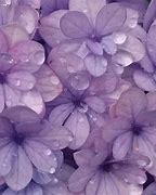 Image result for Aesthetic Purple Petals