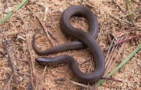 Image result for Mountain Earth Snake