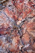 Image result for Petrified Mushroom Forest