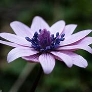 Image result for Anemone hortensis
