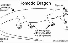 Image result for Komodo Dragon Diagram