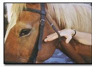 Image result for Bridle Anatomy