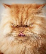 Image result for Angry Ginger Cat Meme