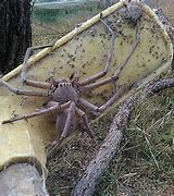 Image result for Largest Spider Ever Recorded