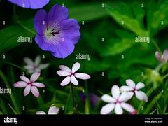 Image result for Rhodoxis Angels Eyes