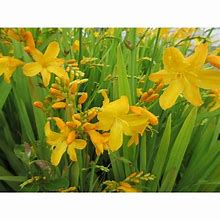 Crocosmia Buttercup に対する画像結果