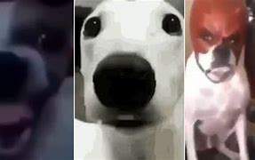 Image result for Cringy Dog Faces Memes