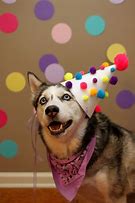 Image result for Derpy Husky Birthday