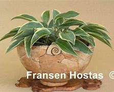 Billedresultat for Hosta Con Te Partiro