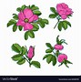 Image result for Rose Art Colored Pencils