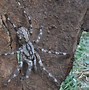 Image result for What Is the Biggest Spider