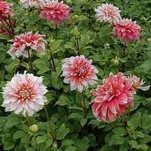 Image result for Dahlia Frost Nip