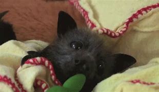 Image result for Cute Bat Meme