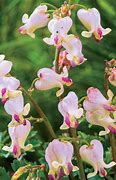 Image result for Dicentra Love Hearts