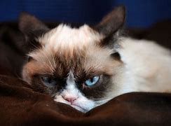 Image result for Grumpy Kitty