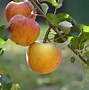 Image result for Apple Pollination Chart