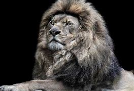 Image result for Cool Lion Screensavers