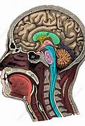 Image result for The Brain Inside Your Head