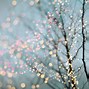 Image result for Beautiful Christmas Lights Backgrounds
