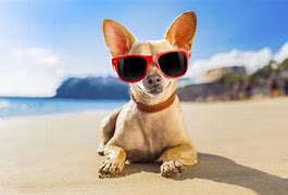 Image result for Funny Beach Vacation Dog