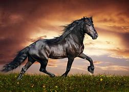 Image result for Arabian Horse Background