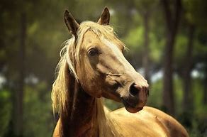 Image result for Mammals Horses