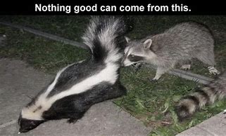 Image result for Skunk Meme