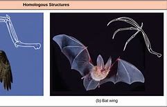 Image result for Types of Bats Chart