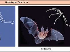 Image result for Bat Wing Evolution