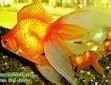 Image result for Goldfish and Koi Fish