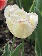 Image result for Tulipa Shirley Double