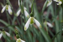 Image result for Galanthus Moyas Green