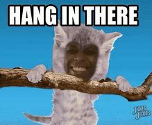 Image result for Cat Hanging in There Meme