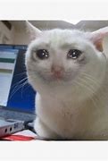 Image result for Crying Cat Meme Standing