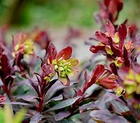 Image result for Euphorbia martinii