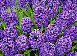 Image result for Netherlands Purple Flowers