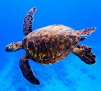 Image result for Ocean Sea Turtle