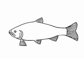 Image result for Trout Drawing Outline