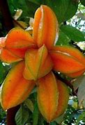 Image result for Carambola Seedlings