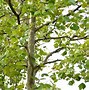 Image result for Sycamore Tree