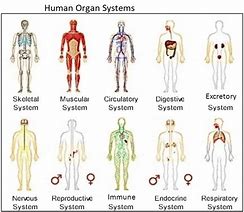 Image result for Biological System