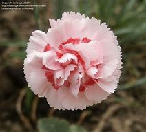Image result for Dianthus allwoodii (x) Helen