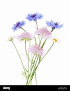 Image result for Bunch of Wild Flowers Images