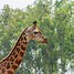 Image result for African Giraffe