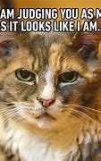 Image result for Smiling Cat Meme Pictures