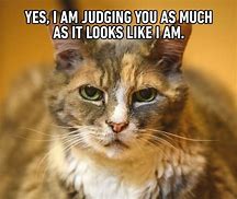 Image result for Cute Kitty Memes